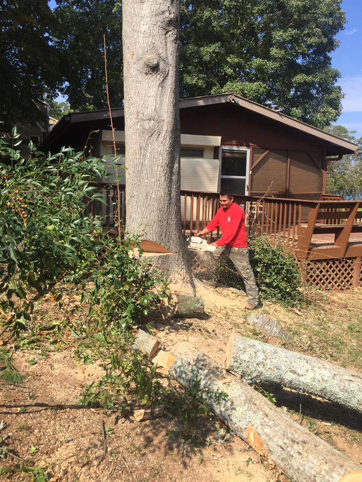 Professional tree cutting service